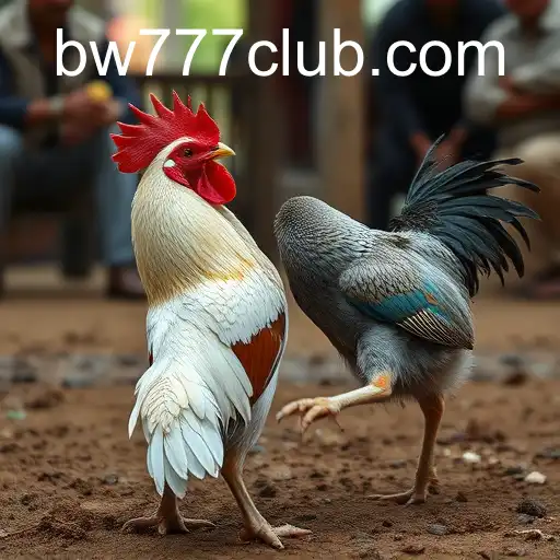 The Complex World of Cockfighting